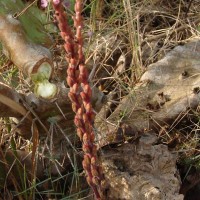 Striga gesnerioides (Willd.) Vatke